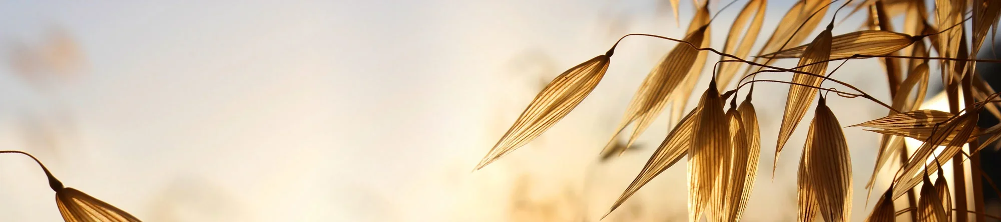 FAQ-header