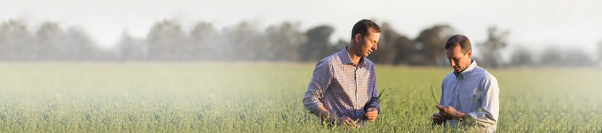 The greatness of whole grains