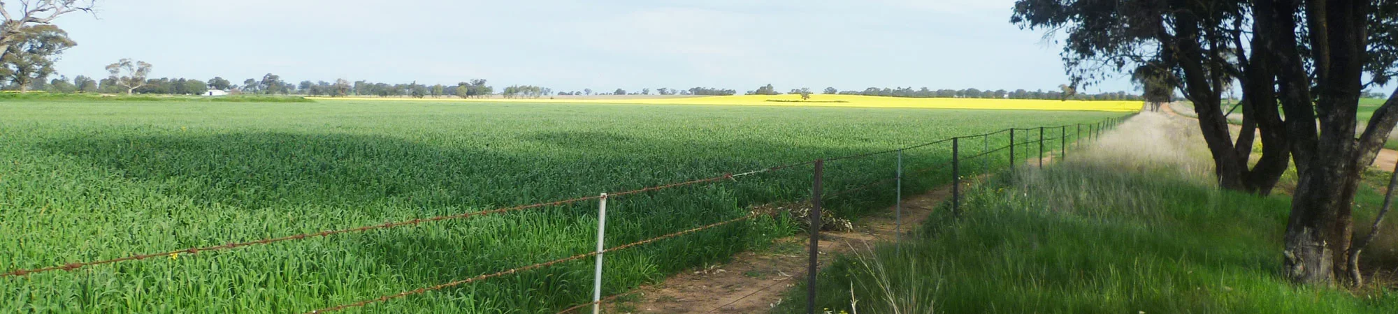 The oats farming process